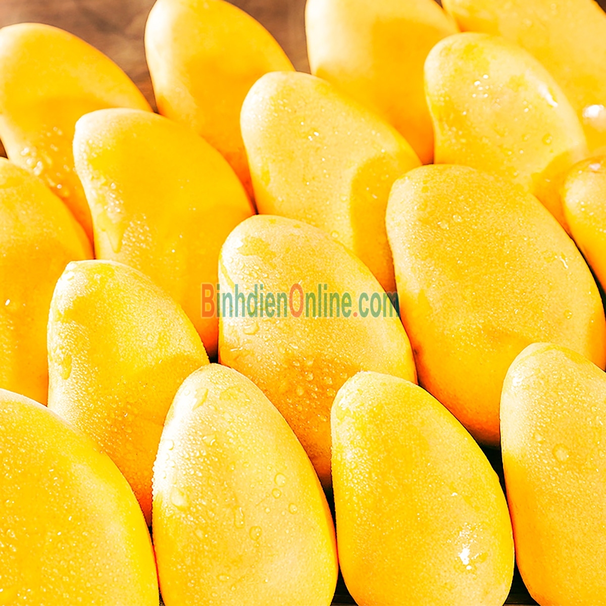 Xoài cát Hòa Lộc chín tươi ngon, chuẩn VietGAP